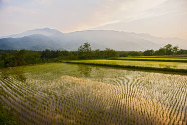 Irrigated rice fields near Seoraksan national park - CAVF94863