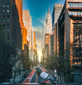 City New York Strett buildings road dove sun rays - CAVF94870