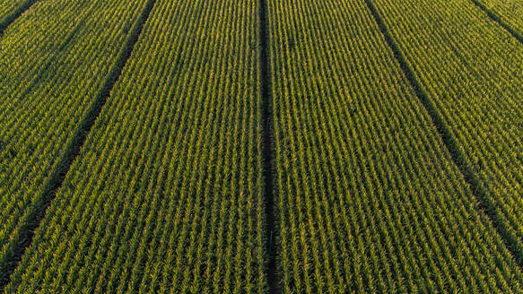 Luftaufnahme eines großen grünen Maisfeldes im Sommer - ACPF01292