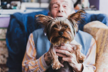 Porträt eines alten Mannes, der seinen Yorkshire-Hund hält. - CAVF94908