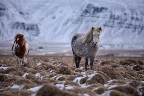 Pferde in den Bergen in Island,Porträt eines isländischen Wildpferdes - CAVF94922