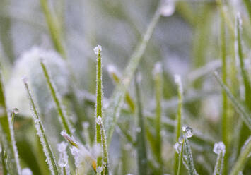 Dew on frosted blades of grass - WWF05840