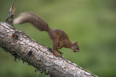 Rotes Eichhörnchen (Sciurus vulgaris) auf einem Ast stehend mit Nahrung im Maul - MJOF01887