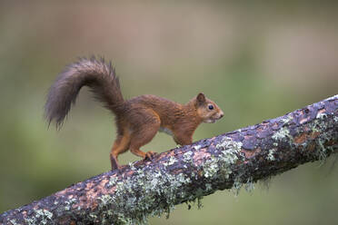 Eurasian red squirrel (Sciurus vulgaris) climbing on branch - MJOF01889