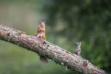 Rotes Eichhörnchen (Sciurus vulgaris) auf einem Ast stehend - MJOF01890
