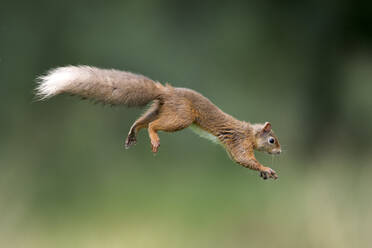 Rotes Eichhörnchen (Sciurus vulgaris) springend - MJOF01891