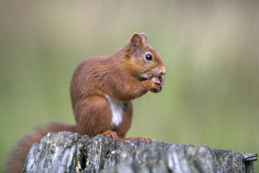Porträt eines eurasischen roten Eichhörnchens (Sciurus vulgaris) beim Fressen auf einem Baumstumpf - MJOF01892
