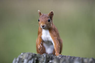 Porträt eines eurasischen roten Eichhörnchens (Sciurus vulgaris), das auf einem Baumstumpf steht - MJOF01893