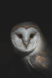 Barn owl with pointed beak and ornamental plumage looking at camera on black background - ADSF30125