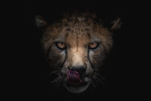 Kräftiger Gepard mit Flecken auf dem Fell leckt Schnauze mit Schatten, während er in die Kamera auf schwarzem Hintergrund schaut - ADSF30126