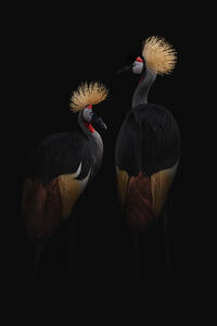 Anmutige große Vögel mit spitzen langen Schnäbeln und Hälsen mit goldenen Kämmen auf schwarzem Hintergrund - ADSF30127