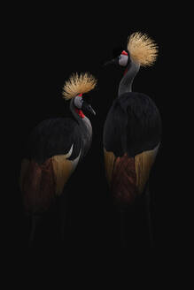 Graceful large sized birds with pointed long beaks and necks with golden crests on black background - ADSF30127