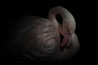 Großer chilenischer Flamingo mit hellem Gefieder und herausgestreckter Zunge, die in der Dunkelheit den Hals leckt - ADSF30128