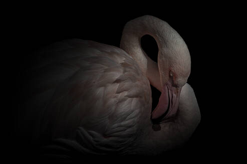 Large sized Chilean flamingo with light plumage and tongue out licking neck in darkness - ADSF30128