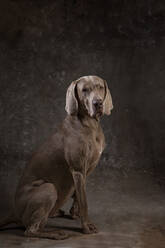 Charmanter reinrassiger Hund mit braunem Fell, der nach vorne schaut, während er auf dem Boden auf dunklem Hintergrund sitzt - ADSF30138