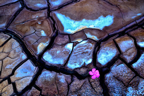 Abstract texture of cracked mud with wonderful colors and a purple flower in the crack - ADSF30161