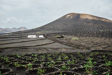 Landwirtschaftliche Felder mit grünen Pflanzen und weißem Bauernhaus in der Nähe eines Hügels an einem bewölkten Tag auf Fuerteventura, Spanien - ADSF30204