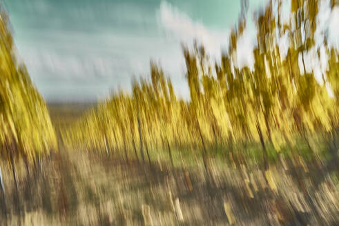 Blurred wine plant filed - BSCF00642