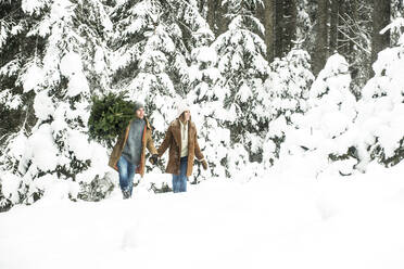 Boyfriend carrying Christmas tree while walking with girlfriend in forest during winter - HHF05666