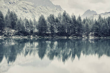 Bäume, die sich im Winter in einem Alpensee spiegeln - DWIF01188