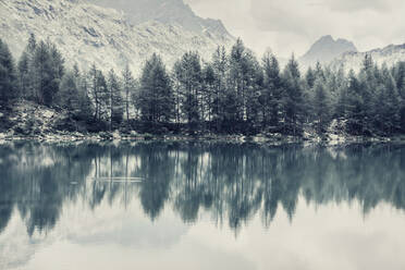 Trees reflecting in alpine lake during winter - DWIF01188