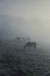 Pferde grasen auf einer nebelverhangenen Koppel - DWIF01195