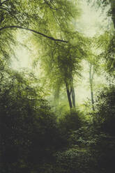 Lush beech forest shrouded in morning fog - DWIF01196