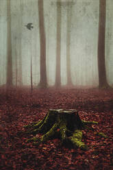 Tree stump in misty autumn forest - DWIF01197