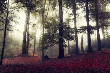 Herbstwald in Morgennebel gehüllt - DWIF01199