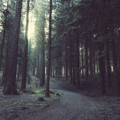 Empty footpath in springtime sequoia forest - DWIF01201