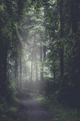 Empty footpath in springtime beech forest - DWIF01202