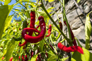 Close-up of red chili peppers growing in vegetable garden - NDF01337