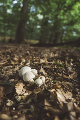 Mushrooms amidst dried leaves - KMKF01744