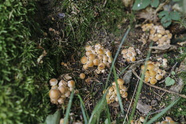 Im Wald wachsende Honigpilze - KMKF01747