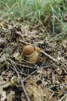 Rote Kappe Pilze im Wald - KMKF01749