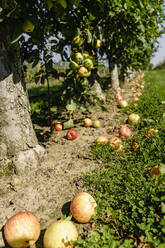 Äpfel auf einem Feld an einem sonnigen Tag - KMKF01760