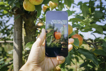 Woman photographing apple on tree in orchard - KMKF01762