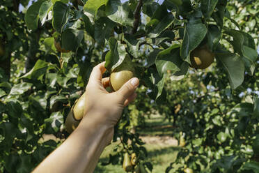 Woman picking pear from tree at orchard - KMKF01774