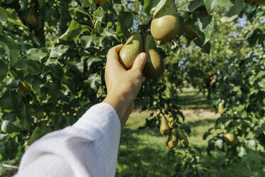 Reife Frau beim Birnenpflücken im Obstgarten an einem sonnigen Tag - KMKF01775