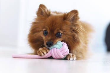Dog playing with toy at home - JSRF01615