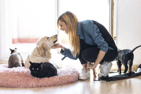 Cheerful woman stroking dog in living room - JSRF01624