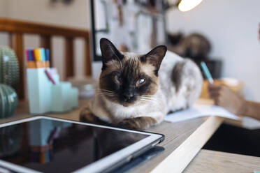 Cat sitting by digital table sitting on table at home - JSRF01628