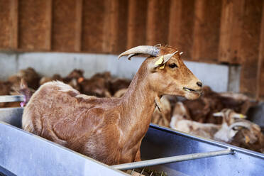 Ziege im Futtertrog auf dem Bauernhof - VEGF04987