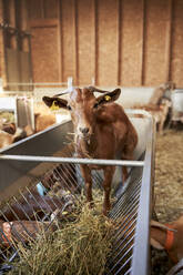 Ziege frisst Gras im Futterhäuschen - VEGF04991