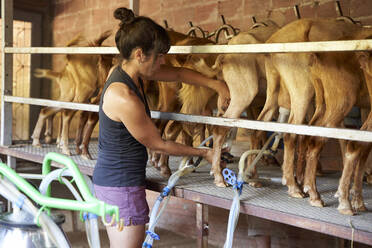 Mid adult female farmer working in goat farm - VEGF04996