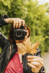 Female photographer photographing maple leaf in park - MGRF00493