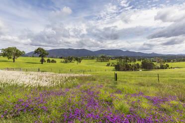 Scenic summer landscape along Princes Highway - FOF12173