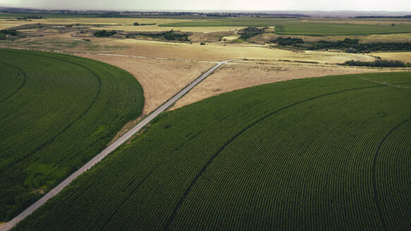 Luftaufnahme einer Landstraße, die sich zwischen grünen Maisfeldern erstreckt - ACPF01315