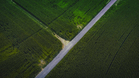 Luftaufnahme einer Landstraße, die sich zwischen grünen Maisfeldern erstreckt - ACPF01316