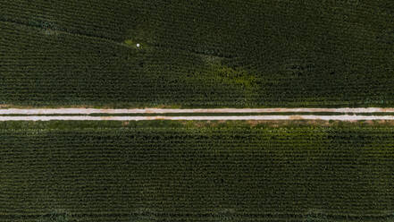 Luftaufnahme einer unbefestigten Straße, die sich zwischen grünen Maisfeldern erstreckt - ACPF01322